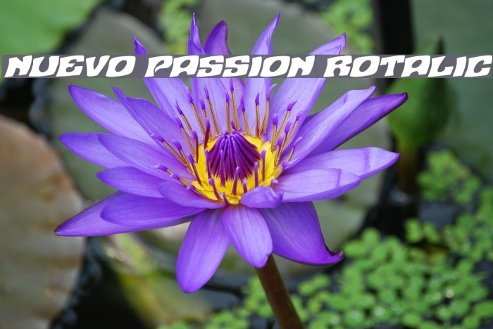 Nuevo Passion Rotalic Font examples