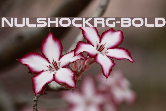 NulshockRg-Bold Font examples