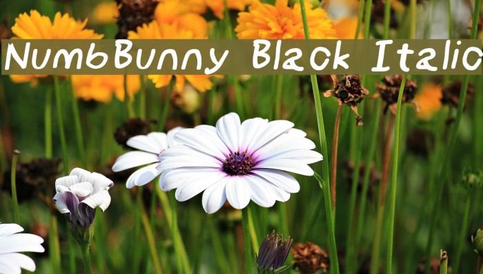 NumbBunny Black Italic Font examples