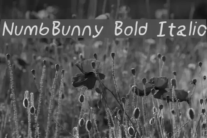 NumbBunny Bold Italic examples