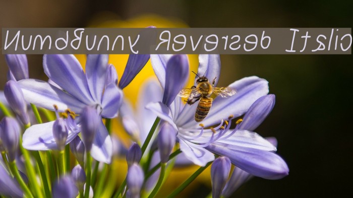 NumbBunny Reversed Italic Font examples
