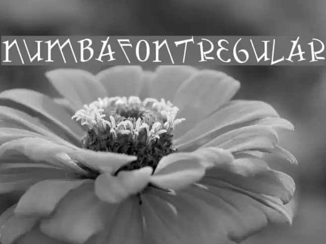 Numbafont-Regular Font examples