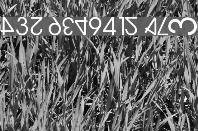 NumerO Caratteri examples