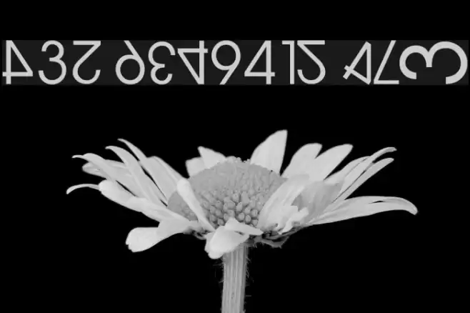 NumerO Caratteri examples