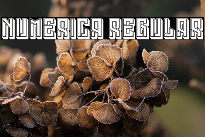 Numerica Regular Example 2