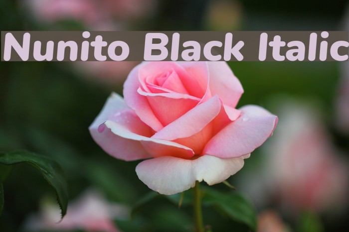Nunito Black Italic Font examples