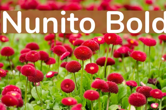 Nunito Bold Font examples