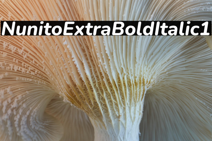 Nunito ExtraBold Italic1 Example 1