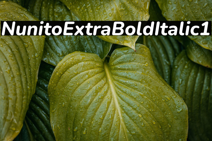 Nunito ExtraBold Italic1 Example 3