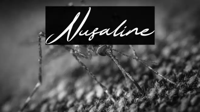Nusaline Example 3