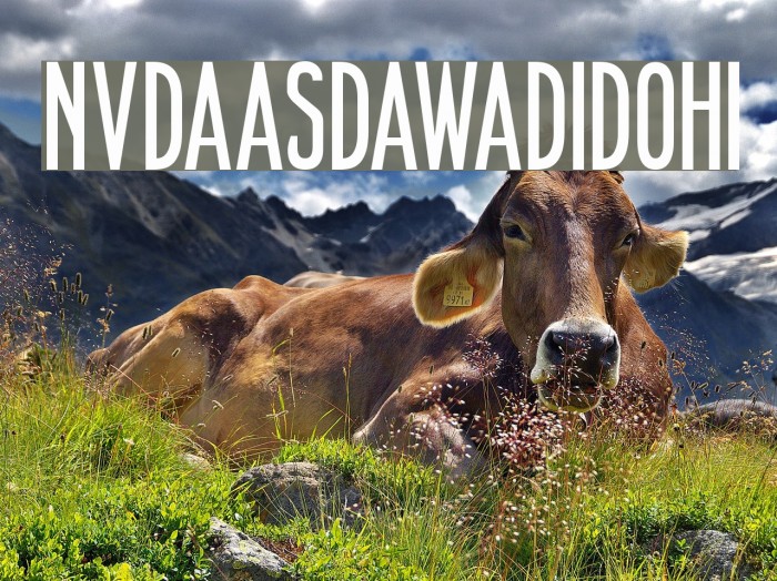 NVDAASDAWADIDOHI Font examples