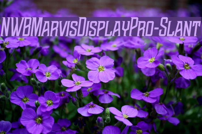 NWBMarvisDisplayPro-Slant Font examples