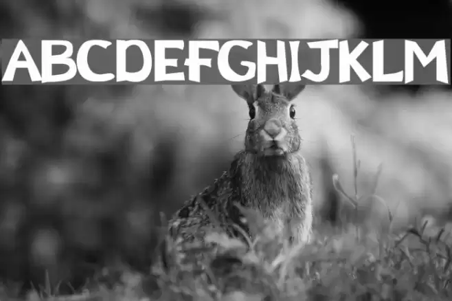 NX Regular Font examples