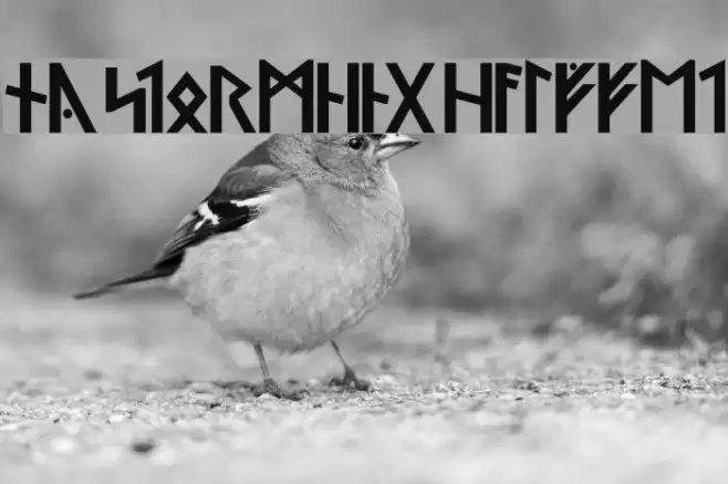 Ny Stormning Halvfet Font examples