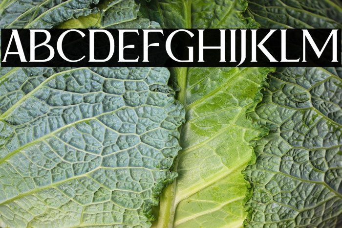 Nyali Demo Example 1