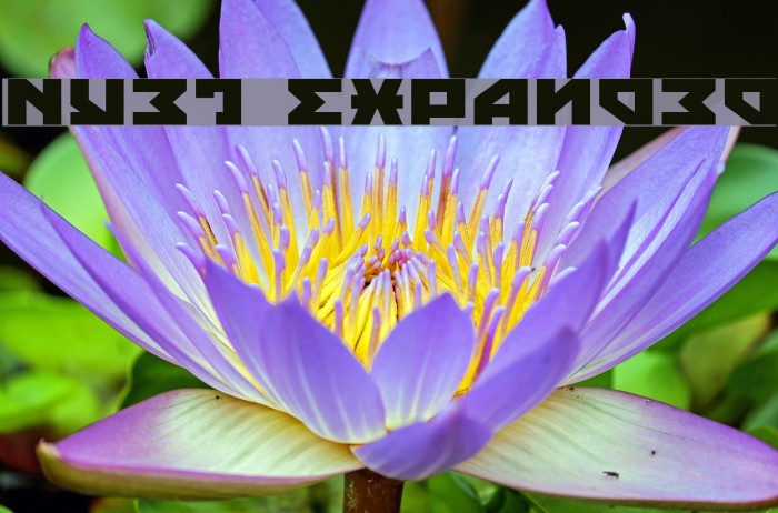 Nyet Expanded Font examples