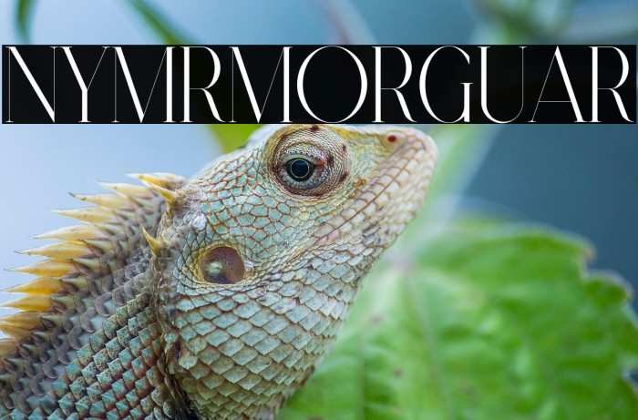 Nymere Demo Regular Example 2