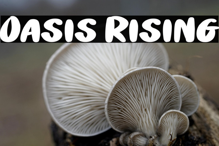 Oasis Rising Example 2
