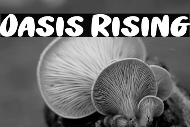 Oasis Rising خط examples