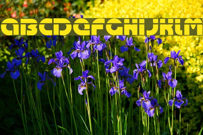 Oasis Font examples