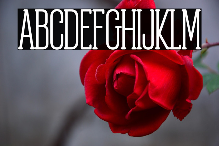 ObcecadaSerif-Bold Example 1