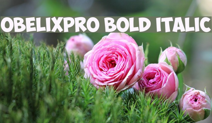 ObelixPro Bold Italic Font examples