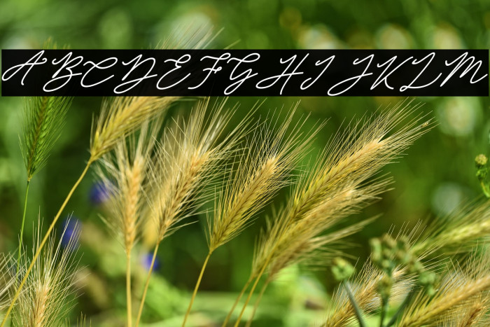 Obellia Script Example 3