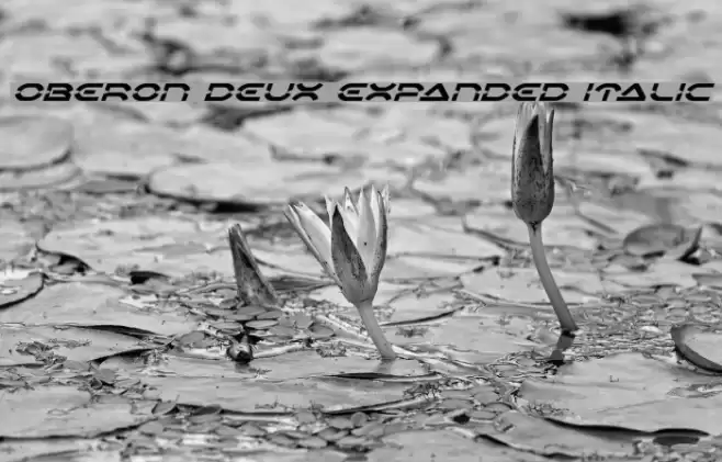 Oberon Deux Expanded Italic Fuentes examples
