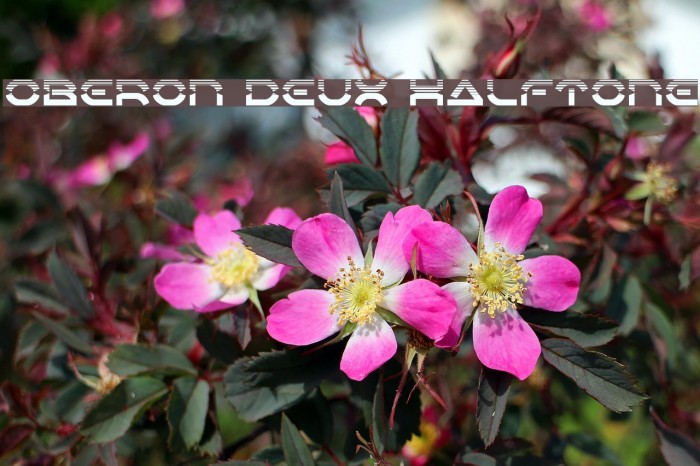 Oberon Deux Halftone Example 3