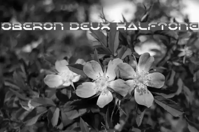 Oberon Deux Halftone Font examples