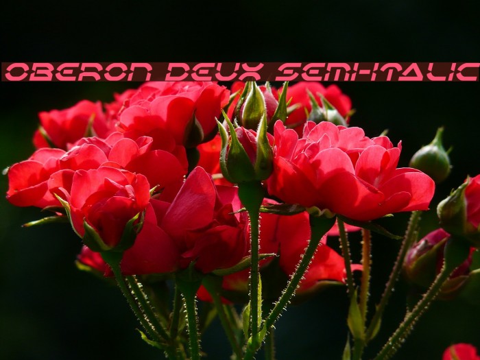 Oberon Deux Semi-Italic Font examples