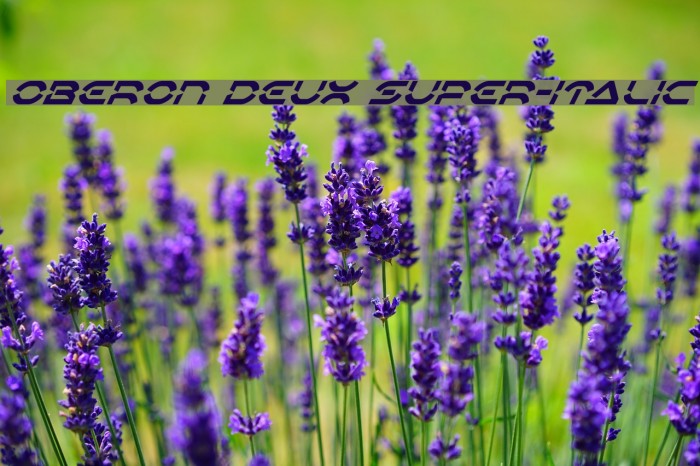 Oberon Deux Super-Italic Font examples