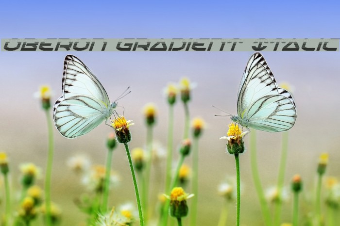 Oberon Gradient Italic Font examples
