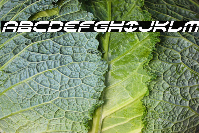 Oberon Laser Italic Example 2