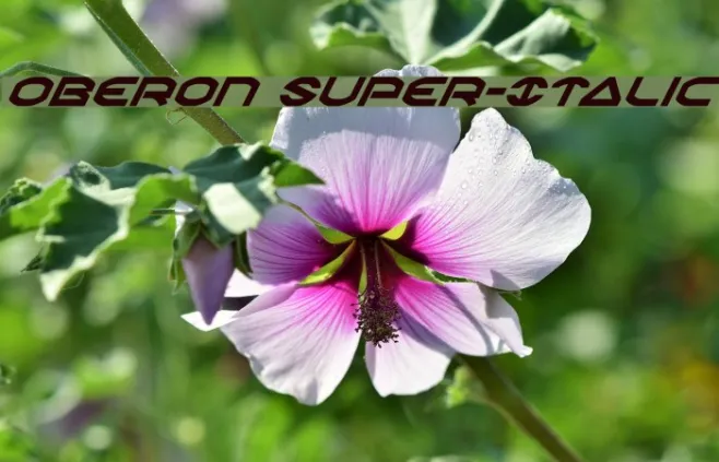 Oberon Super-Italic Example 3