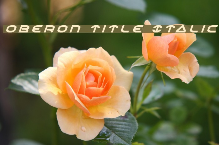 Oberon Title Italic Font examples
