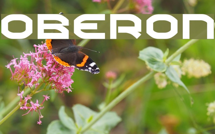 Oberon Polices examples