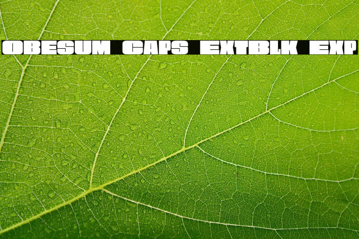 Obesum Caps ExtBlk Exp Example 1