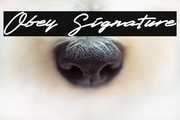 Obey Signature Example 3