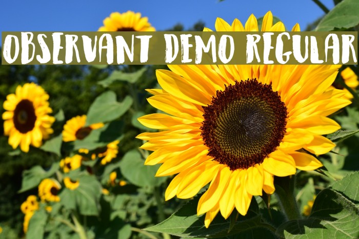 Observant DEMO Regular फ़ॉन्ट examples