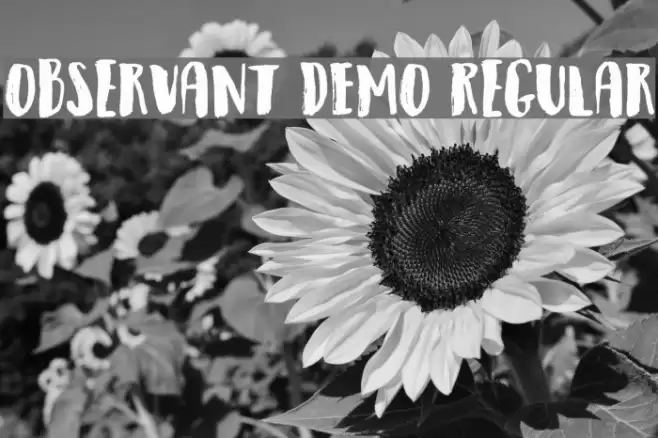 Observant DEMO Regular Font examples