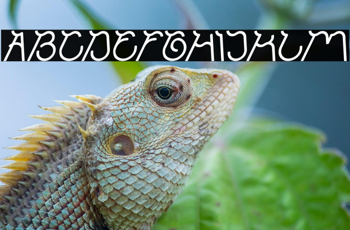 Ocean Free Italic Example 2