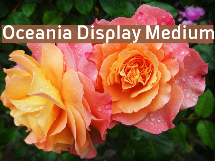 Oceania Display Medium Example 2