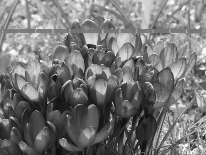 Ocelot Monowidth Polices examples