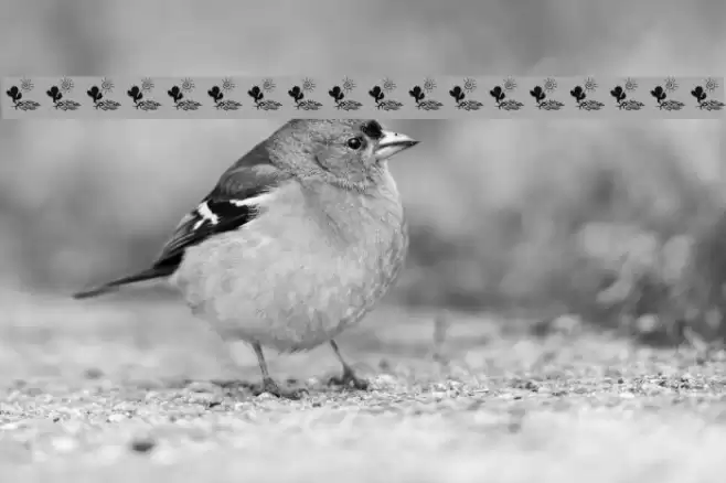 Ochent Silibrina 3 Font examples