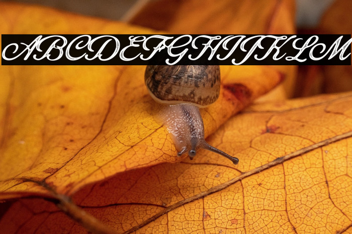 Octagon Personal Use Regular Example 3