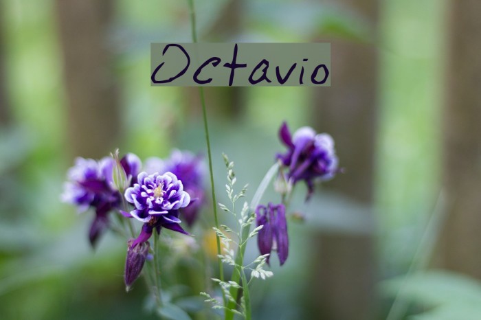Octavio Font examples