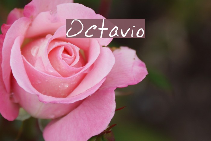 Octavio Font examples