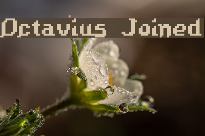 Octavius Joined Font examples