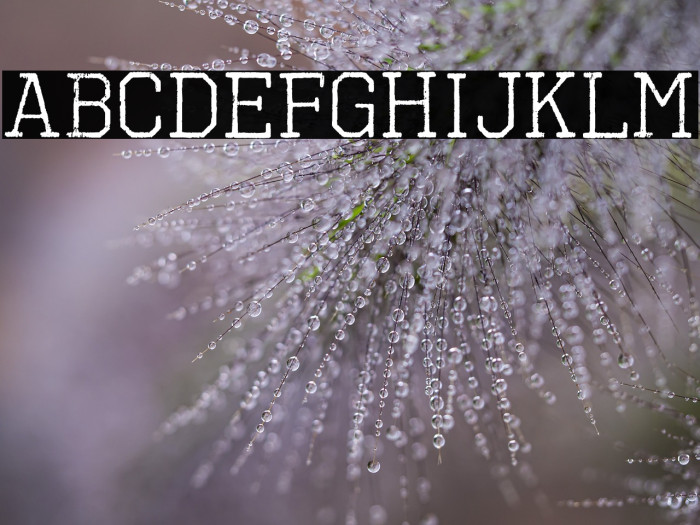 OctinVintageBRg-Regular Example 2